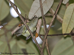 Phylloscartes beckeri