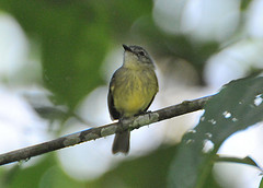 Phylloscartes gualaquizae