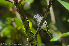 Phylloscartes nigrifrons