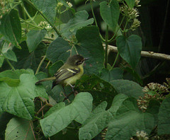 Phylloscartes flaviventris