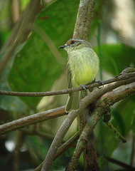 Phylloscartes parkeri