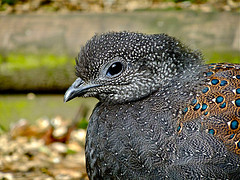 Polyplectron inopinatum