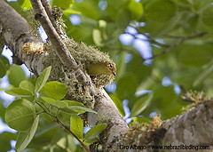 Phylloscartes roquettei