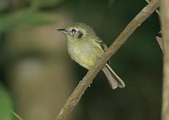 Phylloscartes paulista