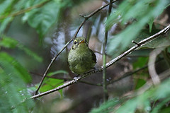 Phylloscartes oustaleti