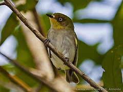 Phylloscartes sylviolus