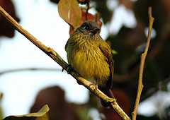 Mionectes striaticollis