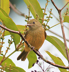 Mionectes oleagineus