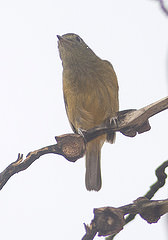 Mionectes macconnelli