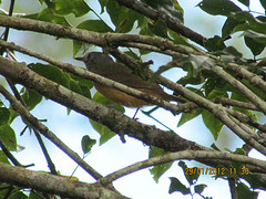 Mionectes rufiventris