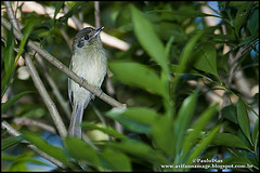 Leptopogon amaurocephalus