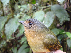 Leptopogon rufipectus