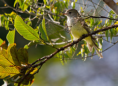 Sublegatus obscurior