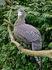 Polyplectron bicalcaratum