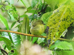 Myiophobus flavicans