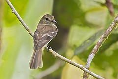 Myiophobus cryptoxanthus