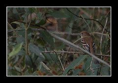 Myiophobus fasciatus