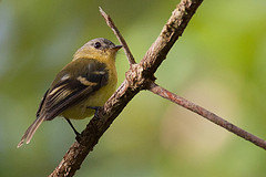 Nephelomyias pulcher