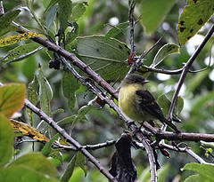 Nephelomyias lintoni