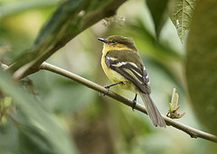 Nephelomyias ochraceiventris