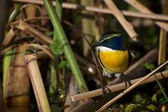 Tachuris rubrigastra