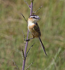 Culicivora caudacuta