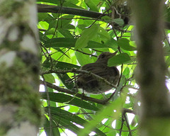 Hemitriccus obsoletus