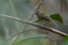 Hemitriccus flammulatus