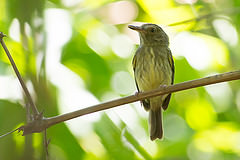 Hemitriccus cohnhafti