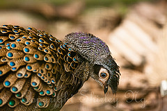 Polyplectron malacense