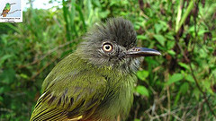 Hemitriccus zosterops