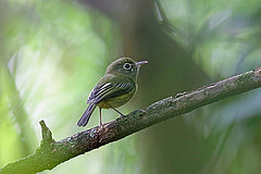 Hemitriccus orbitatus