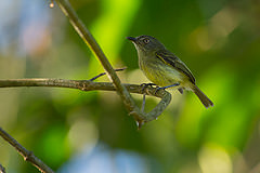 Hemitriccus iohannis