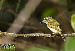 Hemitriccus striaticollis