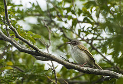 Hemitriccus margaritaceiventer