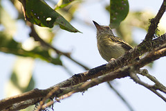 Hemitriccus inornatus