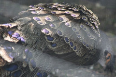 Polyplectron schleiermacheri