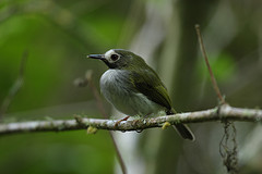 Hemitriccus granadensis