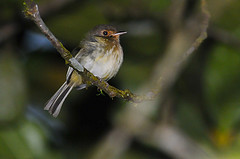 Hemitriccus mirandae