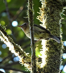 Hemitriccus cinnamomeipectus