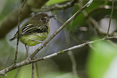 Hemitriccus kaempferi