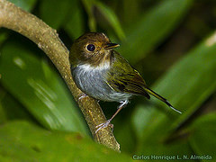 Hemitriccus furcatus