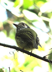 Myiornis auricularis