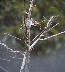 Myiornis albiventris