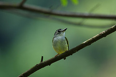 Myiornis atricapillus