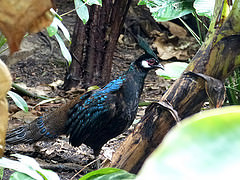 Polyplectron napoleonis