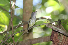 Oncostoma cinereigulare