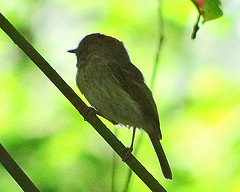 Lophotriccus pileatus