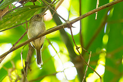 Lophotriccus eulophotes