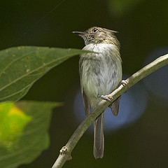 Lophotriccus galeatus